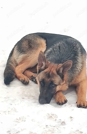 Catelusa ciobanesc german, 8 luni