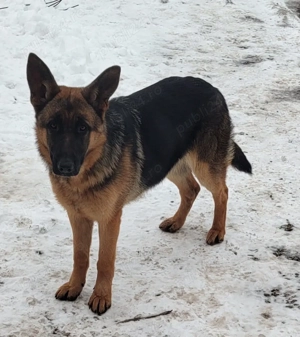 Catelusa ciobanesc german, 8 luni - imagine 5