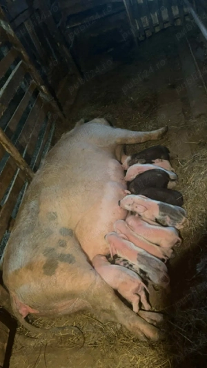 Scroafa de vanzare - imagine 3