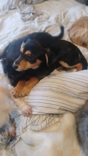 Căței de companie  - imagine 4