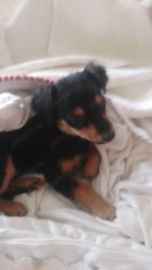 Căței de companie  - imagine 5