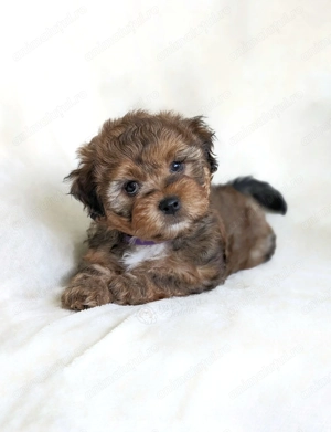 Bichon havanez fata și băiat