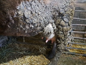 Vind 2 vaci de 4 ani fiecare cu lapte. - imagine 2