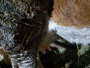 Vind 2 vaci de 4 ani fiecare cu lapte. - imagine 4