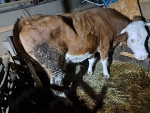 Vind 2 vaci de 4 ani fiecare cu lapte. - imagine 3