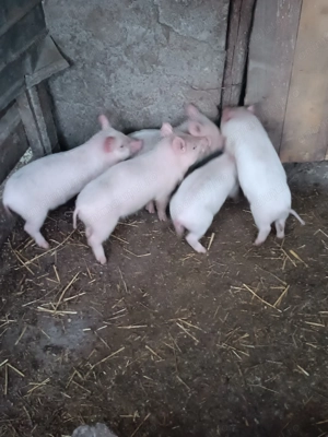 Vând purcei marele alb 