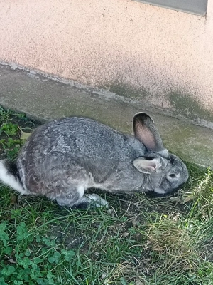 Iepure uriaș german  - imagine 2