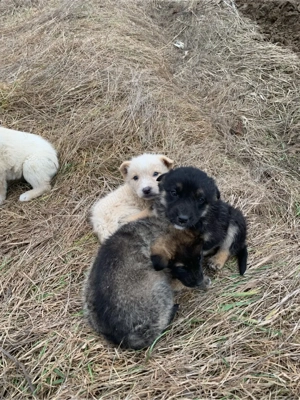 donez urget catei - imagine 3