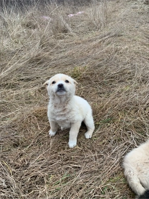 donez urget catei - imagine 4