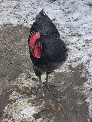 Cocoși australop albastru - imagine 4