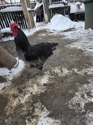 Cocoși australop albastru - imagine 2