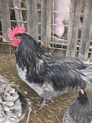 Cocoși australop albastru - imagine 5