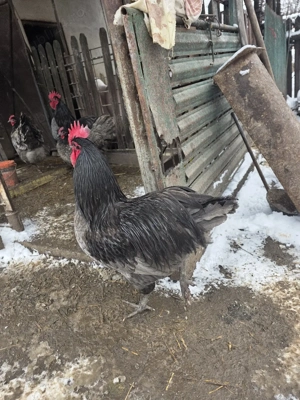 Cocoși australop albastru