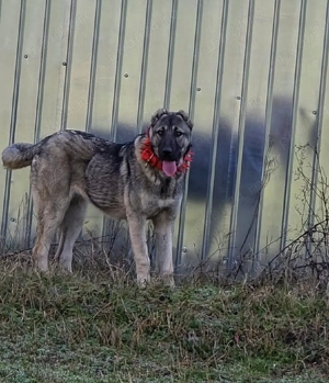 Femela Ciobanesc turcesc Kangal