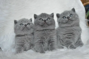 British Shorthair blue  - imagine 3