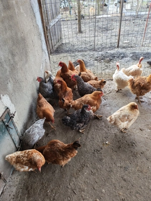 Vând găini de casă 