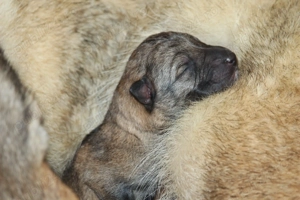  catei lup cehoslovac - imagine 2