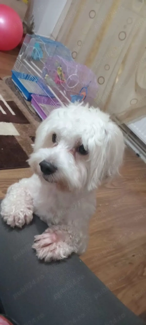 Vând câini bichon ! - imagine 3