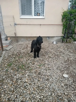 vand femela schnauzer urias - imagine 2