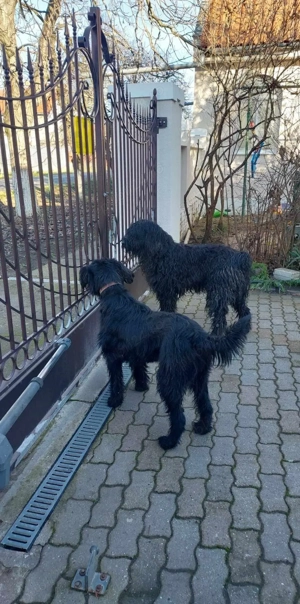 vand femela schnauzer urias - imagine 4