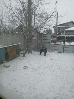 vand femela schnauzer urias - imagine 3