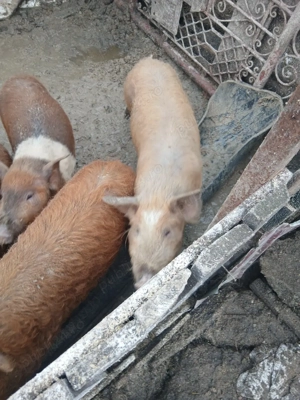 porci de vanzare  - imagine 2