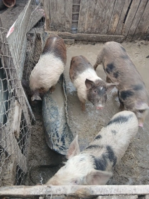 porci de vanzare  - imagine 3