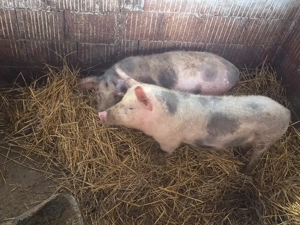 purceii rasă petrean 