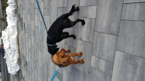 Pui coker spaniol  - imagine 4