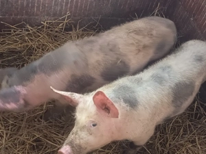 purceii rasă petrean 