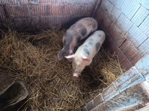 purceii rasă petrean 45 50 kg bucata  - imagine 3