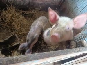 purceii rasa Petrean 35 40 kg bucata  - imagine 5