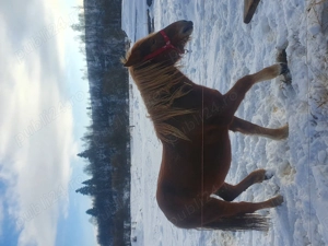 Manz .În Mai va îmi plini 2 ani - imagine 2