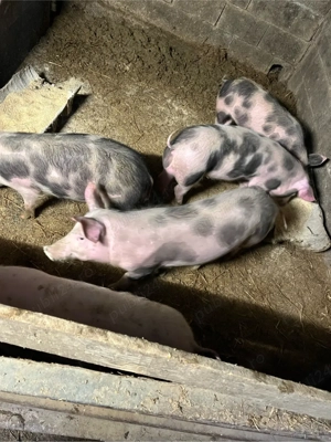 purcei si porci de vanzare  - imagine 3