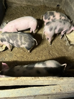 purcei si porci de vanzare  - imagine 2
