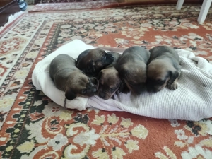 Teckel.4 cățelușe. - imagine 2