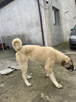 Caini Kangal  - imagine 3