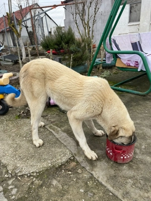 Caini Kangal  - imagine 5