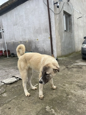 Caini Kangal  - imagine 2