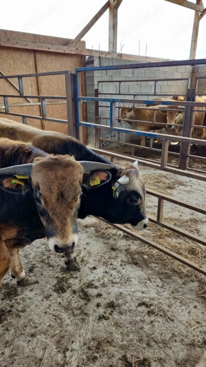 Tauri de aubrac 2 buc. - imagine 4