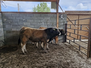 Tauri de aubrac 2 buc. - imagine 5