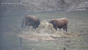 Tauri de aubrac 2 buc. - imagine 2