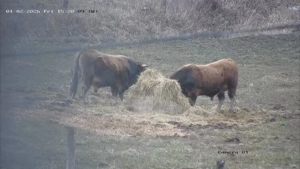 Tauri de aubrac 2 buc. - imagine 3