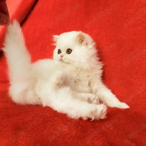 Puiuț pisică Scottish Straight Longhair   extrem de pufos    - imagine 3