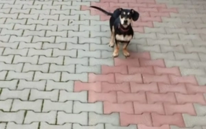 Vând cățea teckel.Varsta de 1,8 ani. - imagine 2