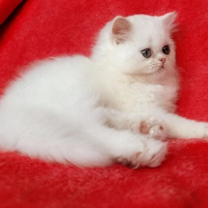 Puiuț pisică Scottish Straight Longhair   extrem de pufos    - imagine 2