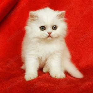 Puiuț pisică Scottish Straight Longhair   extrem de pufos    - imagine 4