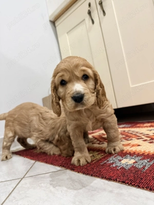 Pui de Cocker Spaniel  - imagine 3