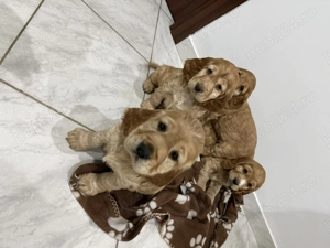 Pui de Cocker Spaniel  - imagine 4