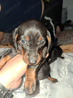 Teckeli Pitici  - imagine 5